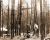 Miednoje - las gdzie znaleziono masowe groby zamordowanych polaków